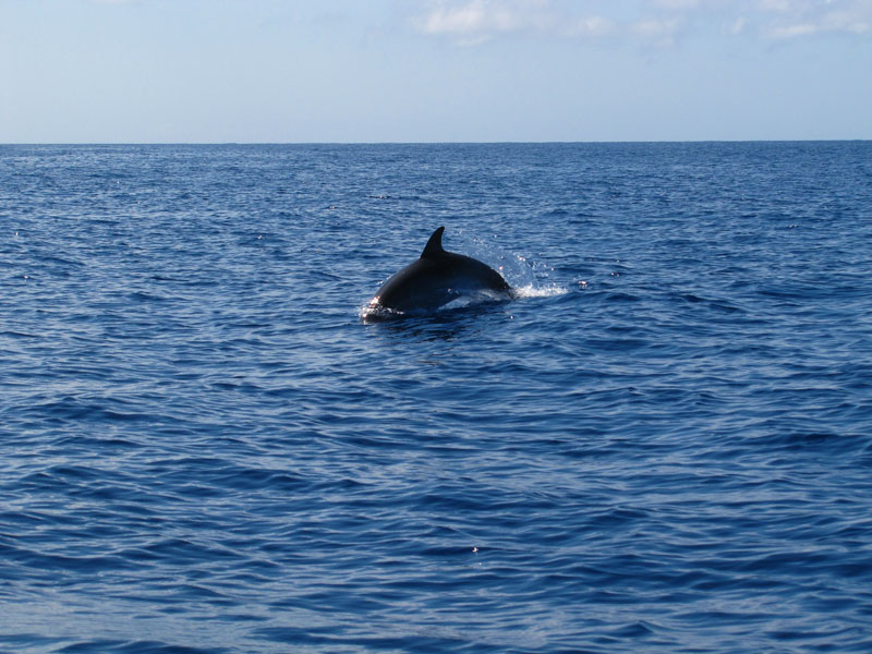 dolphin jumping out of the water in madeira waters