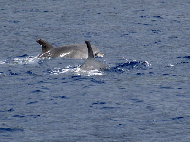 two dolphins swimming in madeira ocean