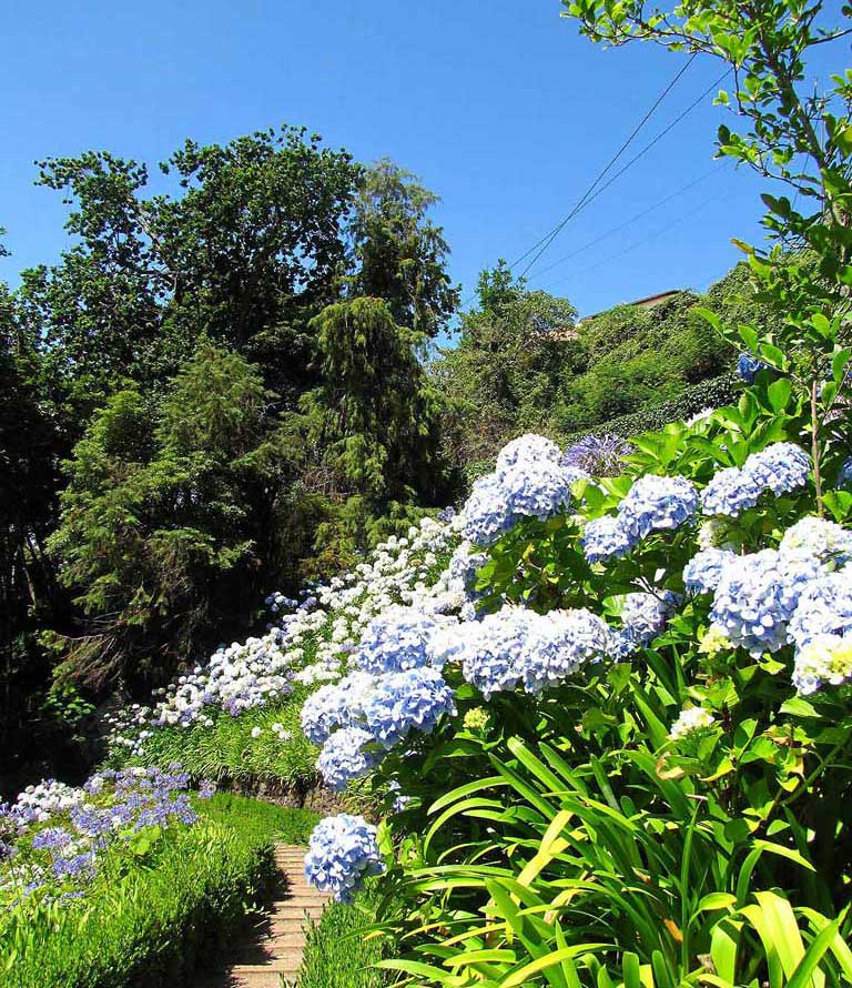 monte gardens flowers in summer