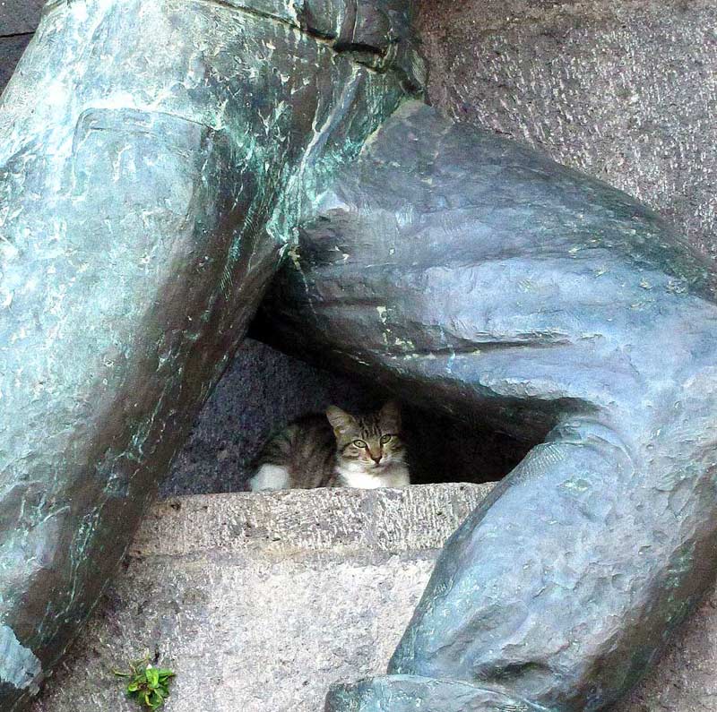 cats of Madeira cat hiding under statue