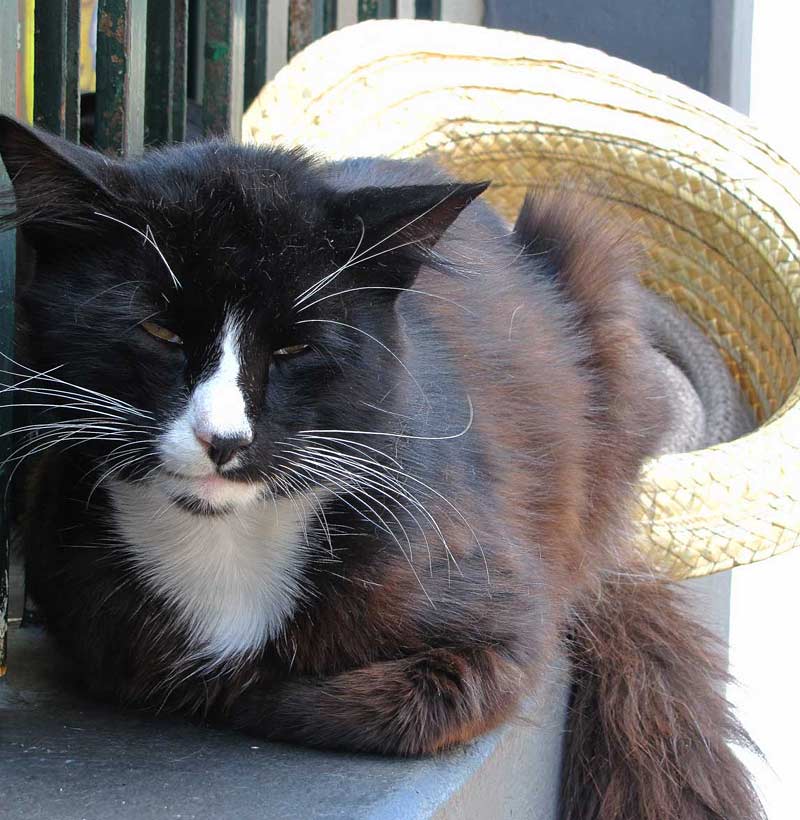 cats of Madeira cat with straw hat