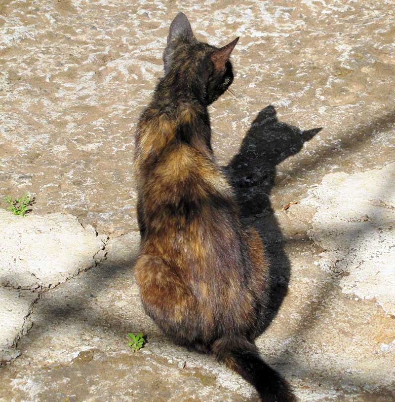 cats of Madeira cat shadow