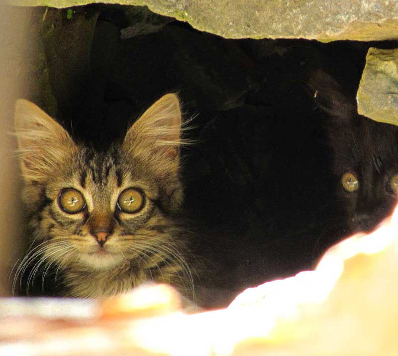cats of Madeira kittens hiding under rock