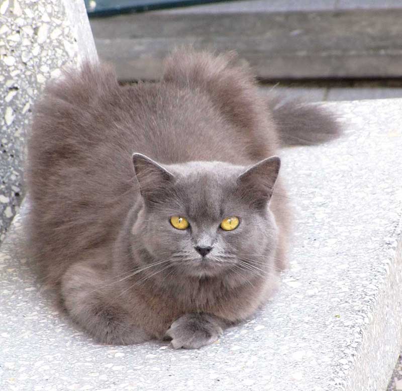 cats of Madeira grey cat