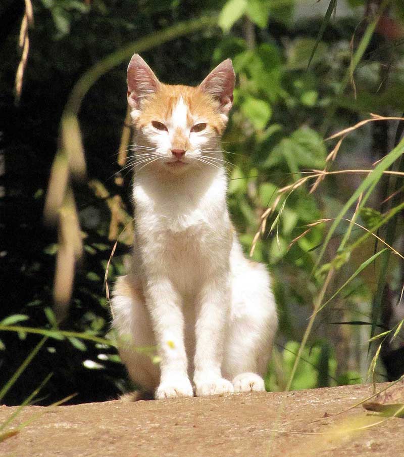 cats of Madeira white cat