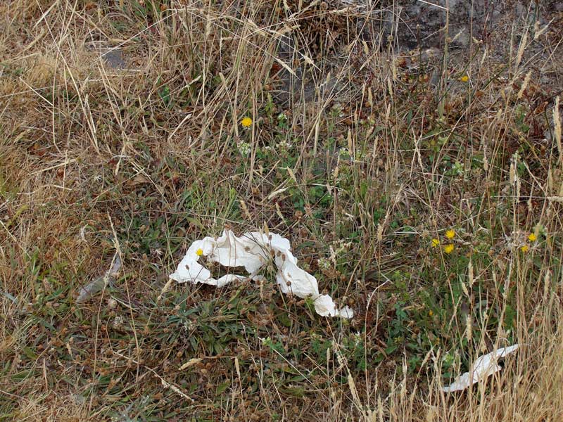 clean Madeira white tissues in the grass