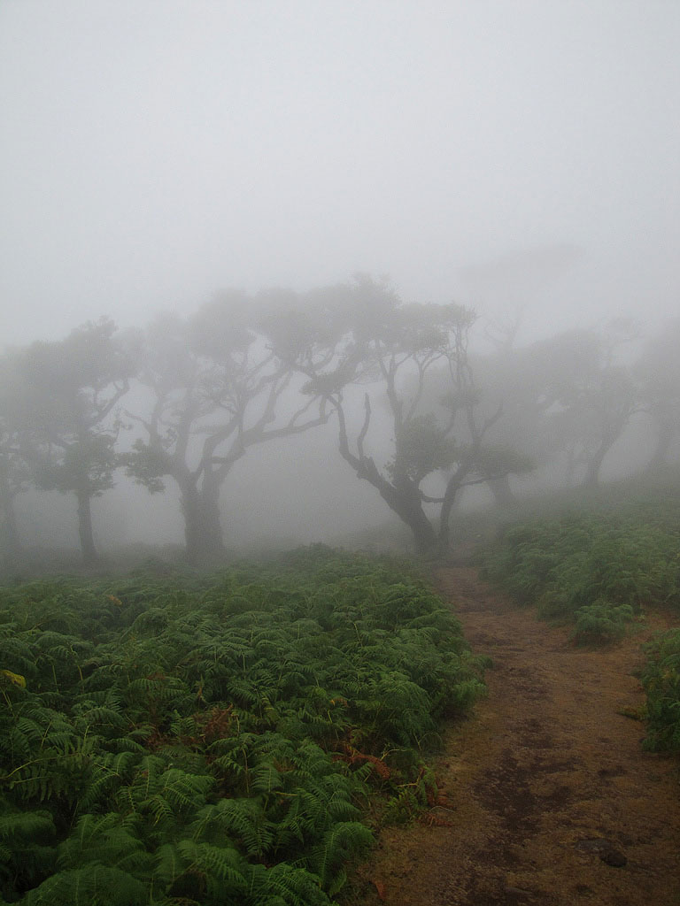 fanal walking trail in madeira, walking in the mist