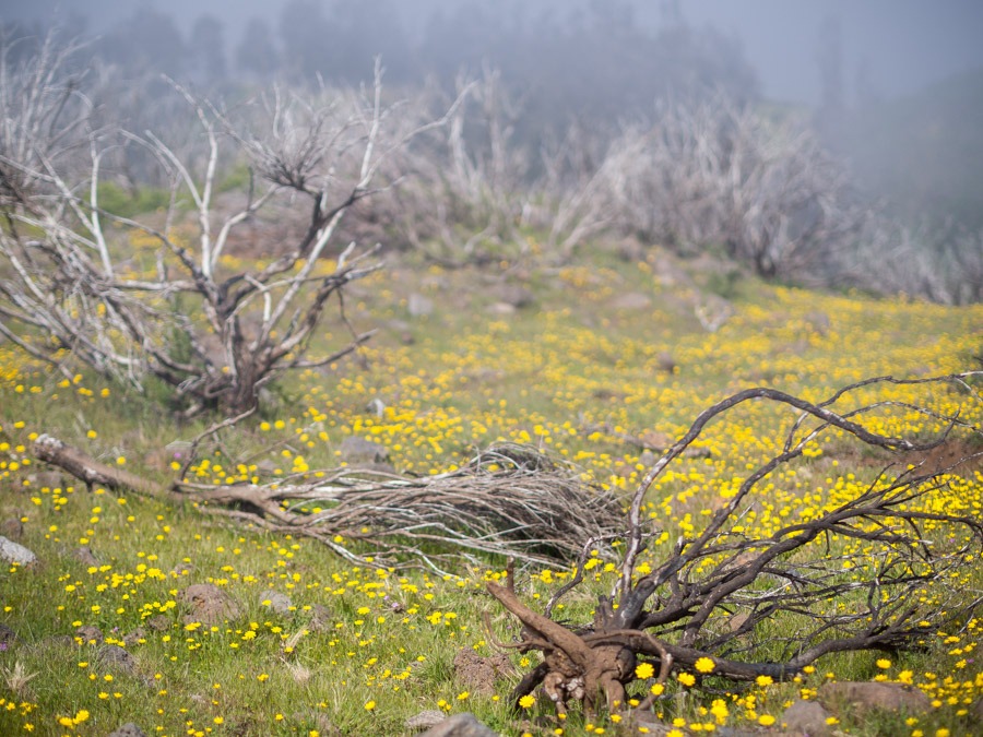 Madeira bloemeneiland